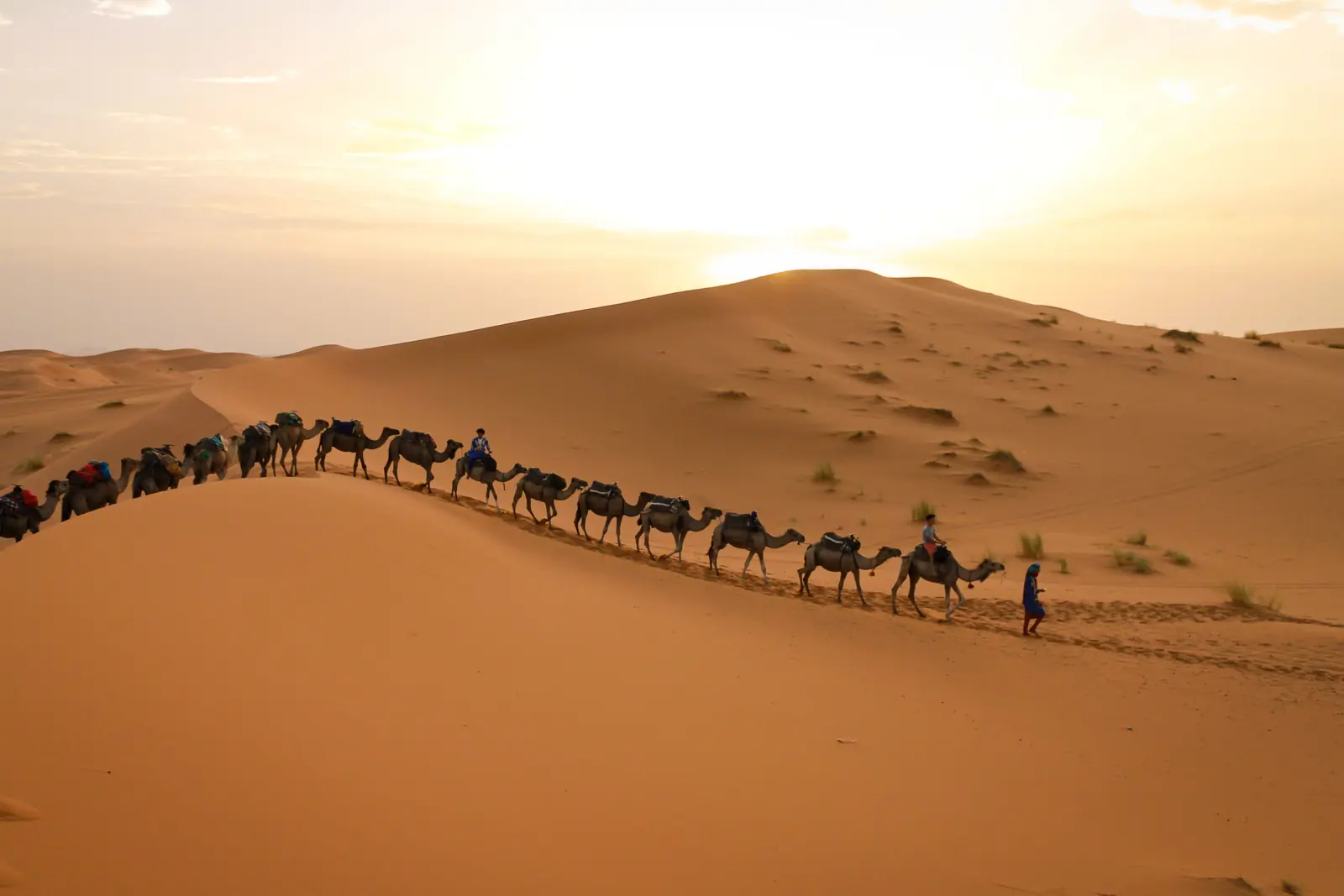 A camel caravan on the Erg Chebbi dunes near Merzouga at sunset