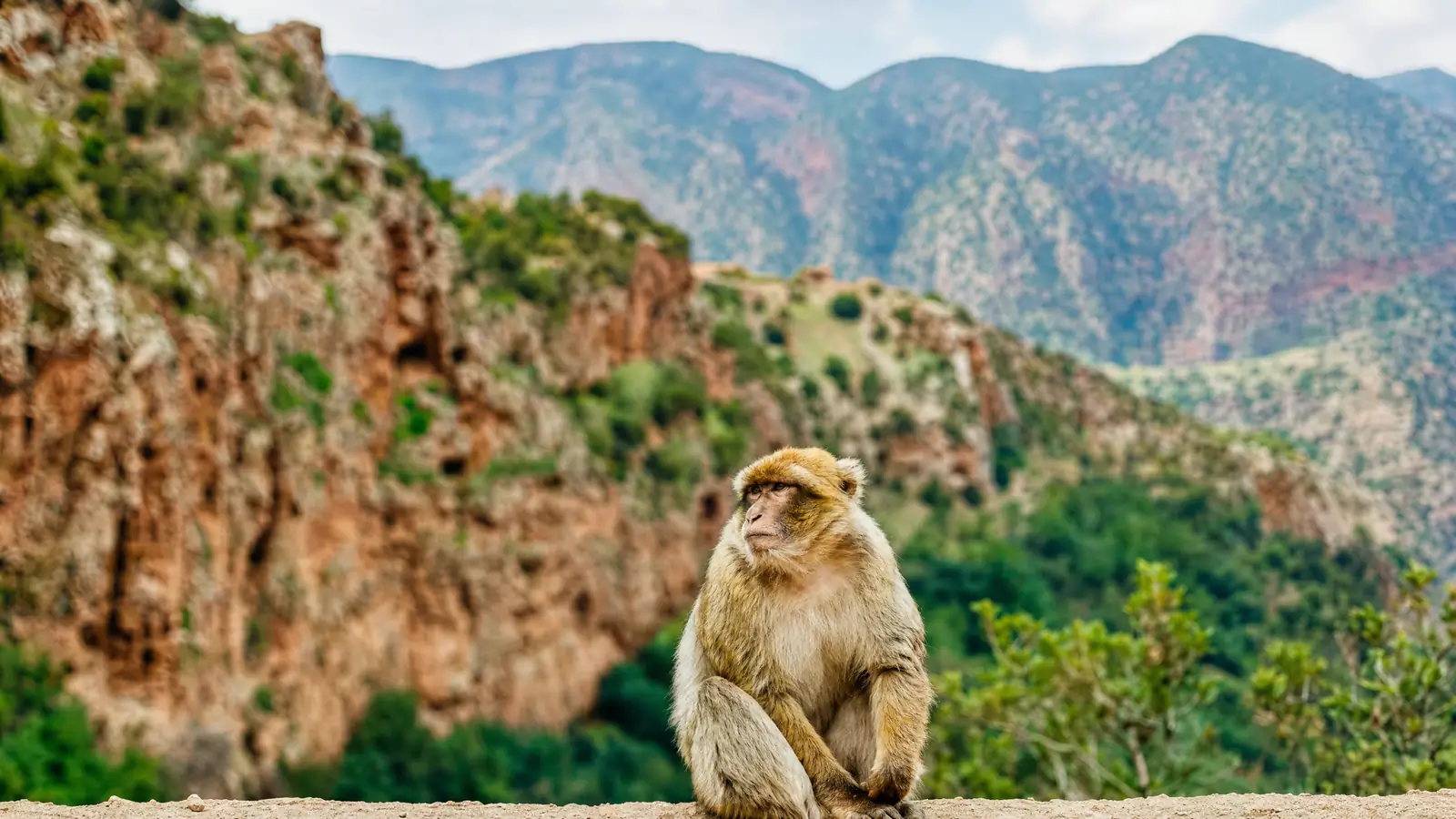 Un macaque de Barbarie sur les rochers au-dessus du canyon d'Ouzoud
